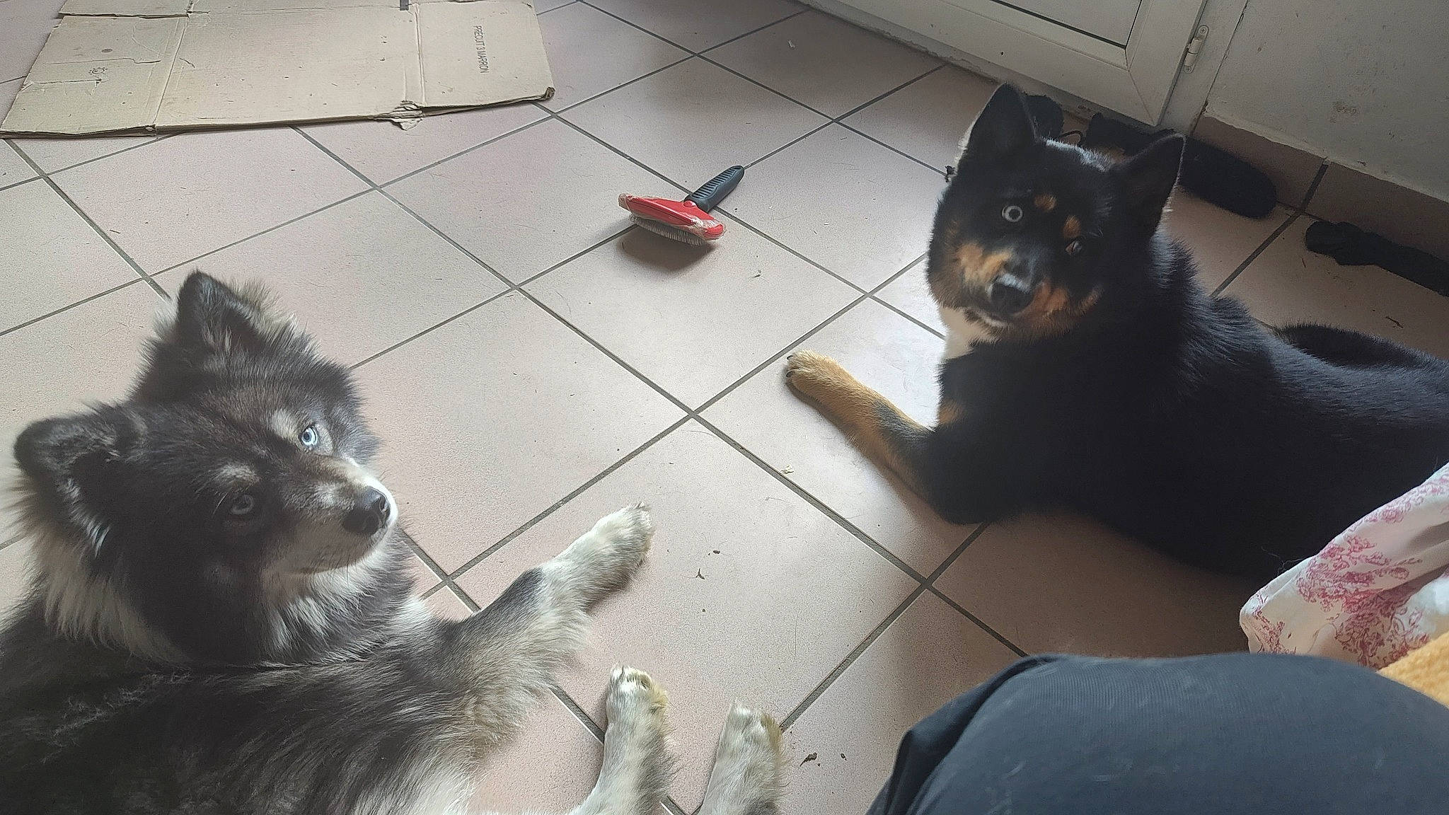 Skaï a rejoint le concours — aidez-le/la à gagner de superbes lots ! canidae, carnivore, companion_dog, dog, dog_breed, domestic_short_haired_cat, felidae, floor, flooring, foot, fur, paw, sitting, small_to_medium_sized_cats, snout, spitz, sporting_group, tail, whiskers, working_animal