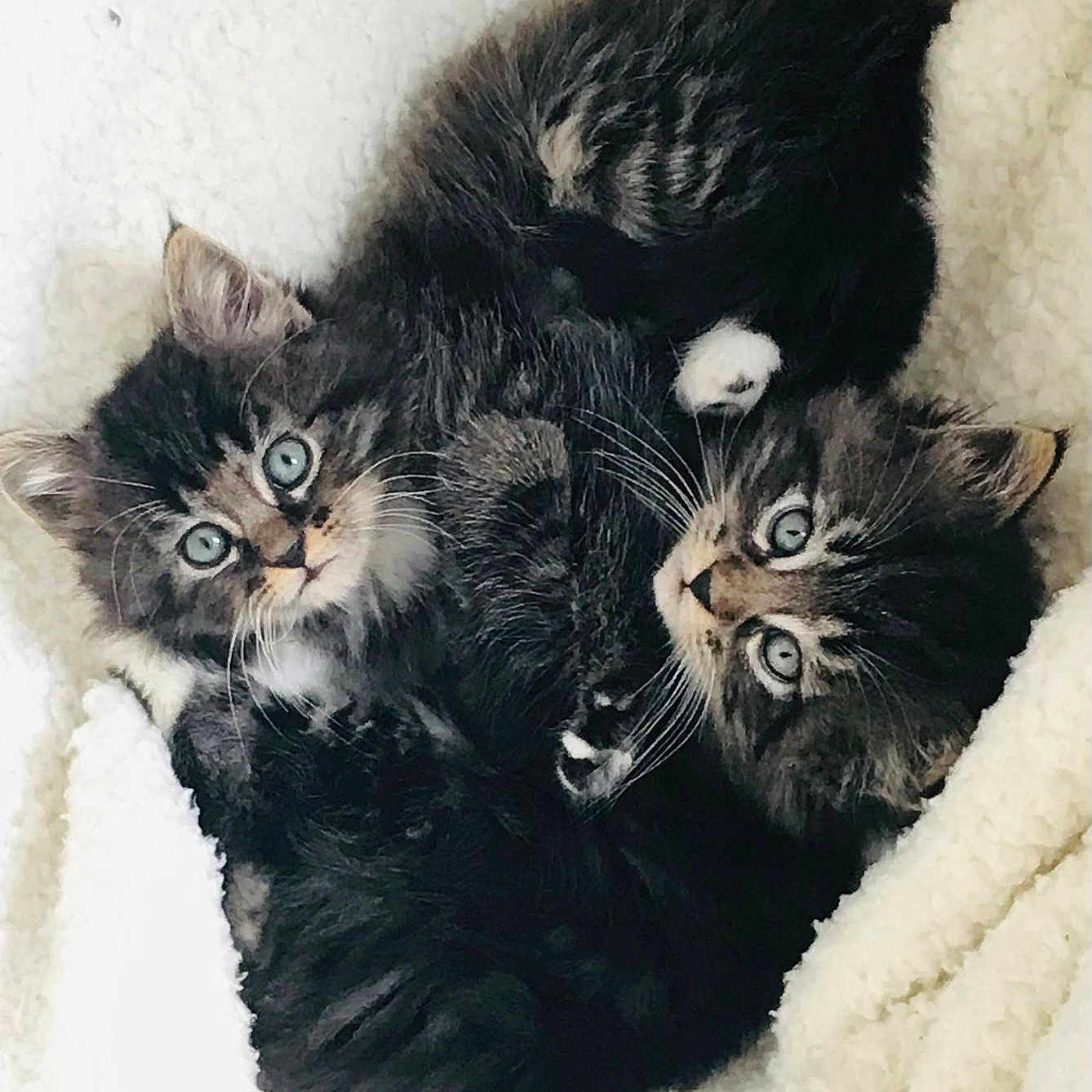 Ares Et Hermes a rejoint le concours — aidez-le/la à gagner de superbes lots ! animal, blanket, cat, kitten, manx, pet