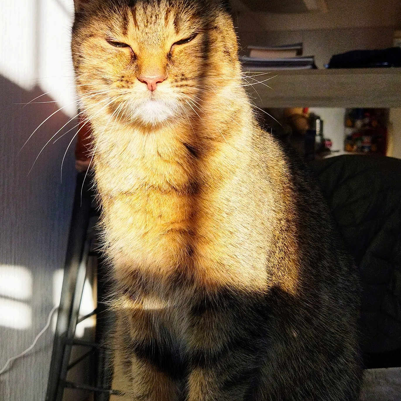 Pika