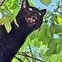 cat, black_cat, tree, leaves, green, outdoor, animal, pet, nature, branch, sky, mouth_open, whiskers, fur, alert, close_up, daylight, wildlife, curious, portrait