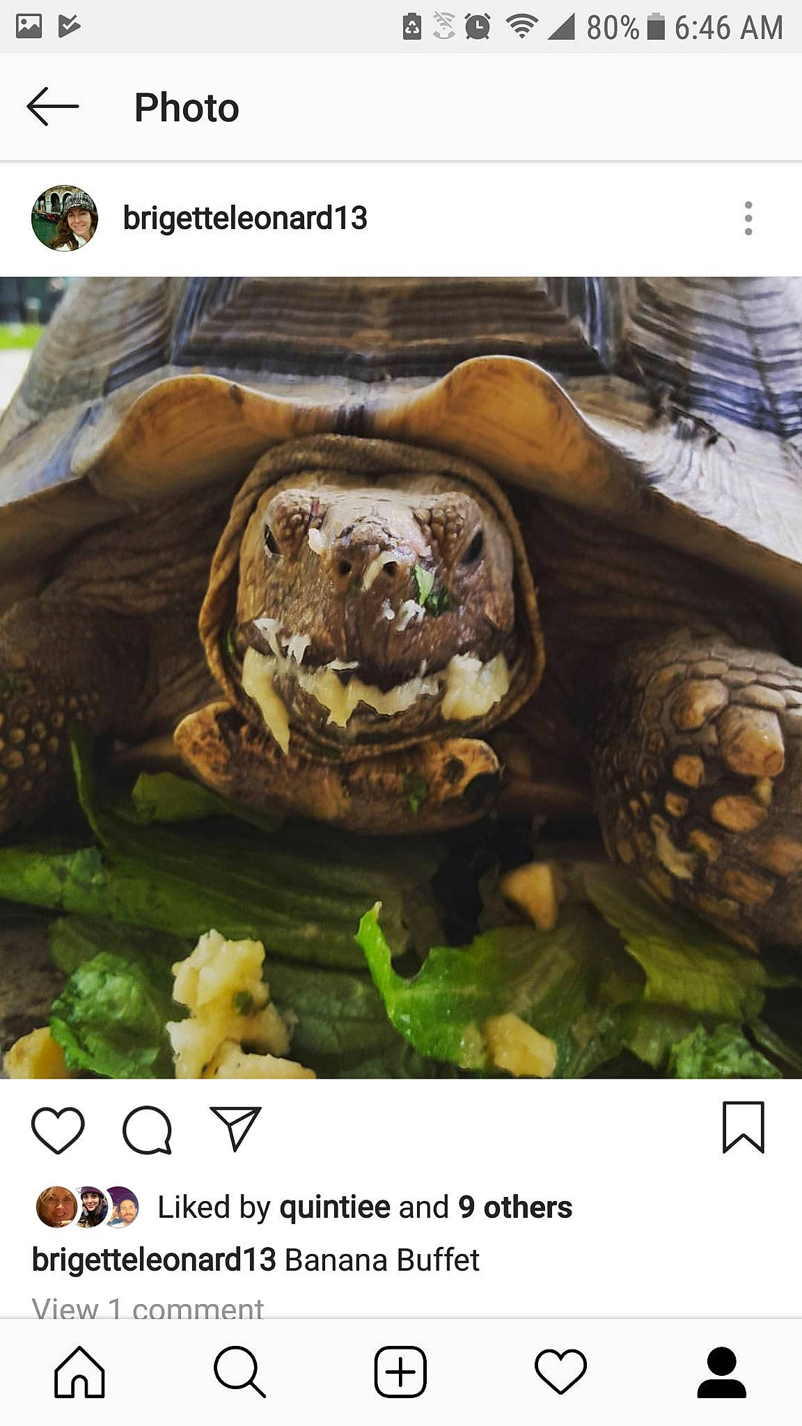 Cleo joined the competition — help win amazing prizes! headwear, joy, person, reptile, tortoise, turtle