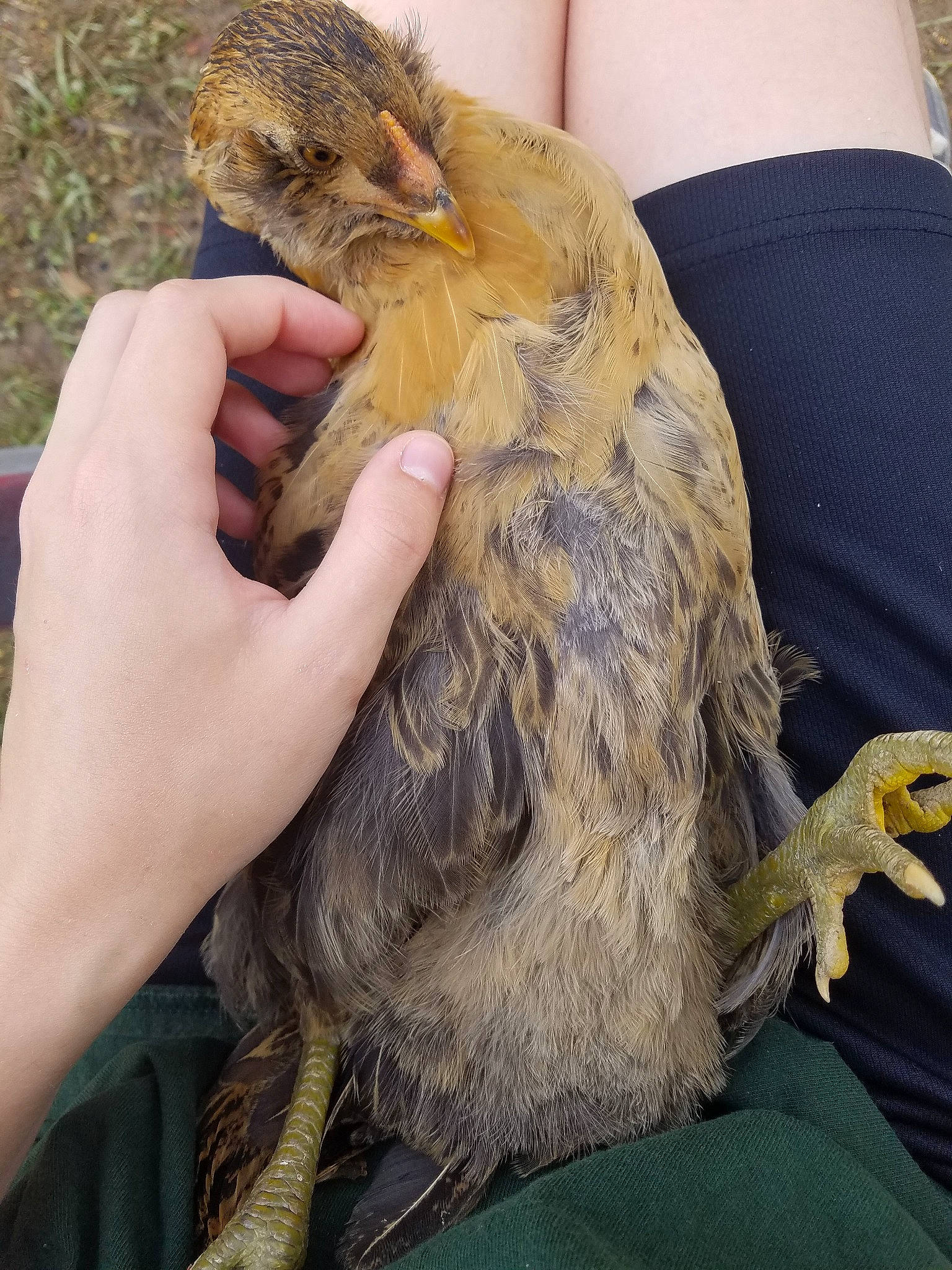 Aphrodite joined the competition — help win amazing prizes! bird, claw, fur, hand, sloth