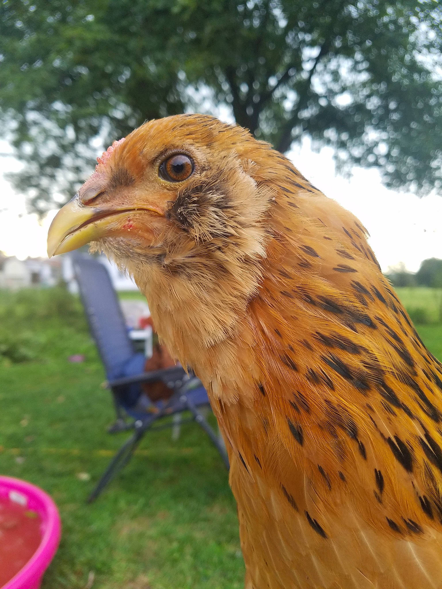 Aphrodite is registered to the contest to win money with this photo: adaptation, beak, bird, chicken, falconiformes, galliformes, wildlife