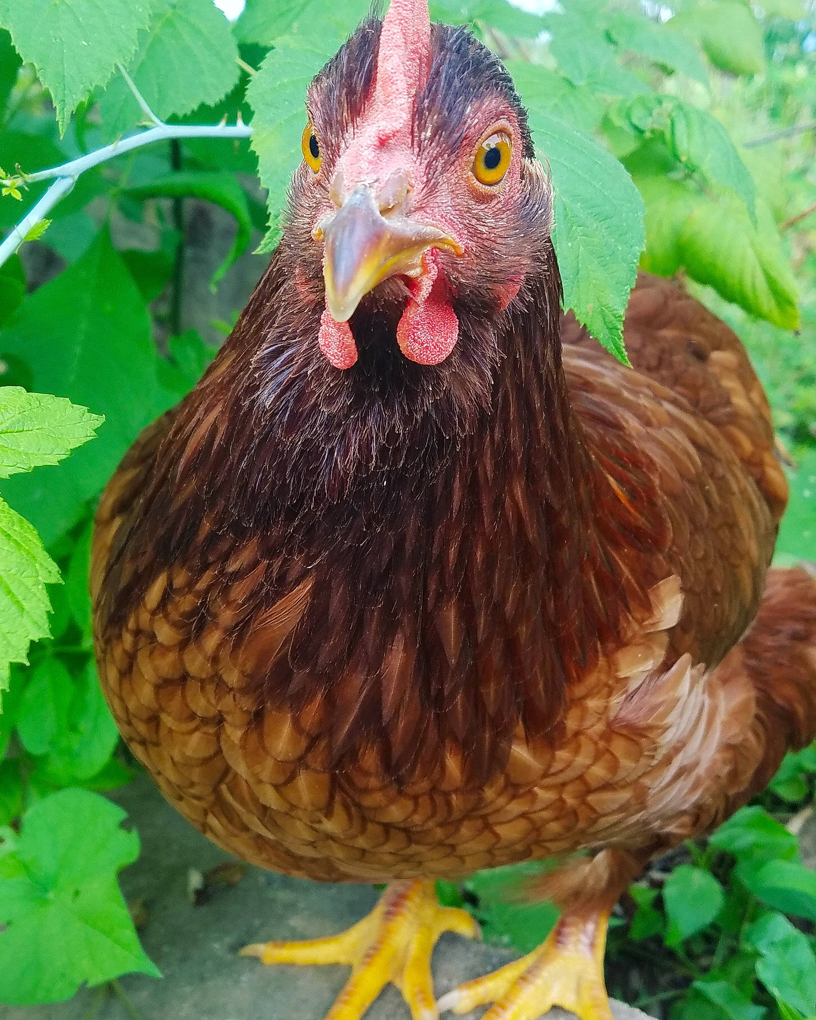 Hera joined the competition — help win amazing prizes! adaptation, beak, bird, chicken, comb, fowl, galliformes, livestock, phasianidae, poultry, rooster, vertebrate