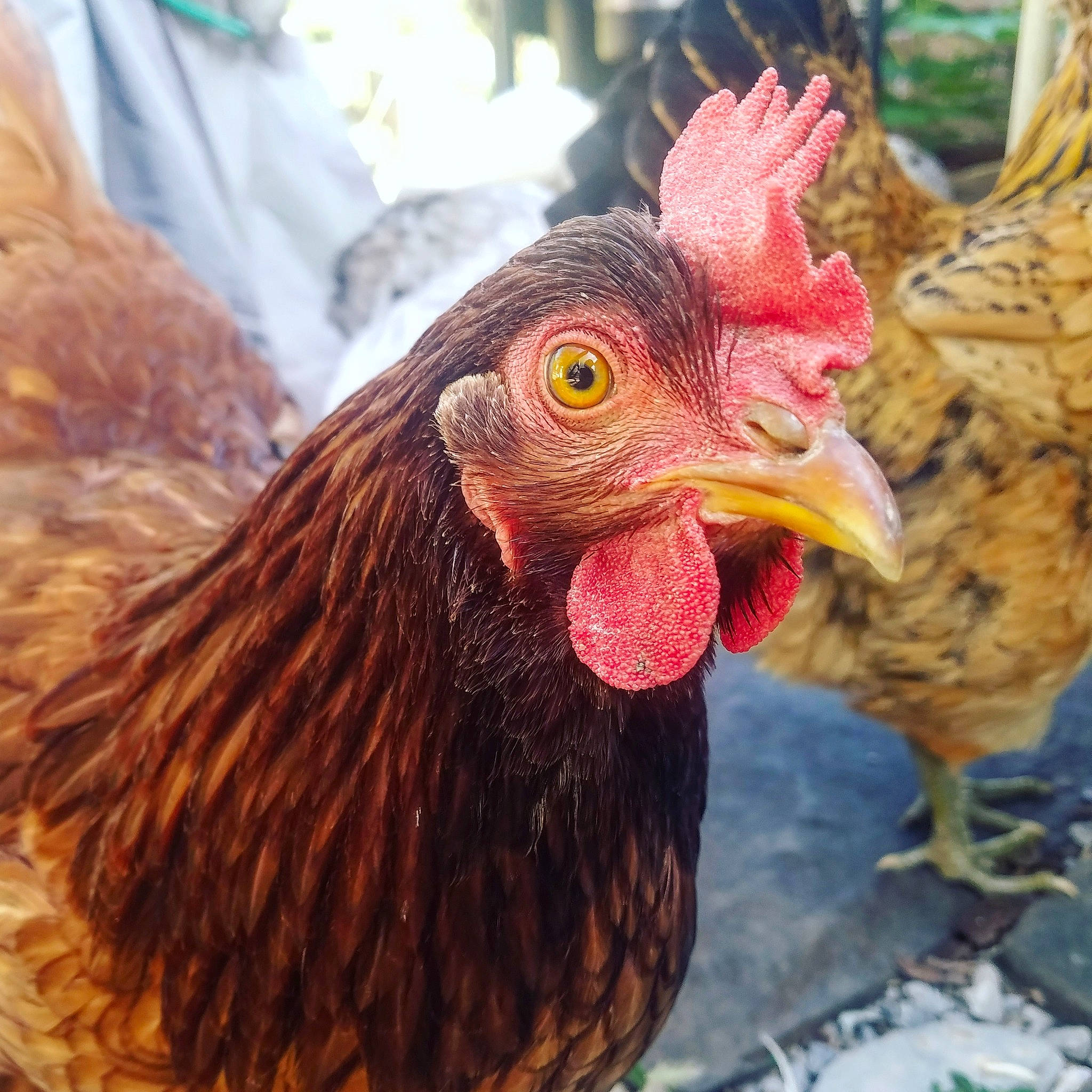 Hera is registered to the contest to win money with this photo: beak, bird, chicken, close_up, comb, eye, feather, fowl, galliformes, livestock, neck, phasianidae, poultry, rooster, vertebrate