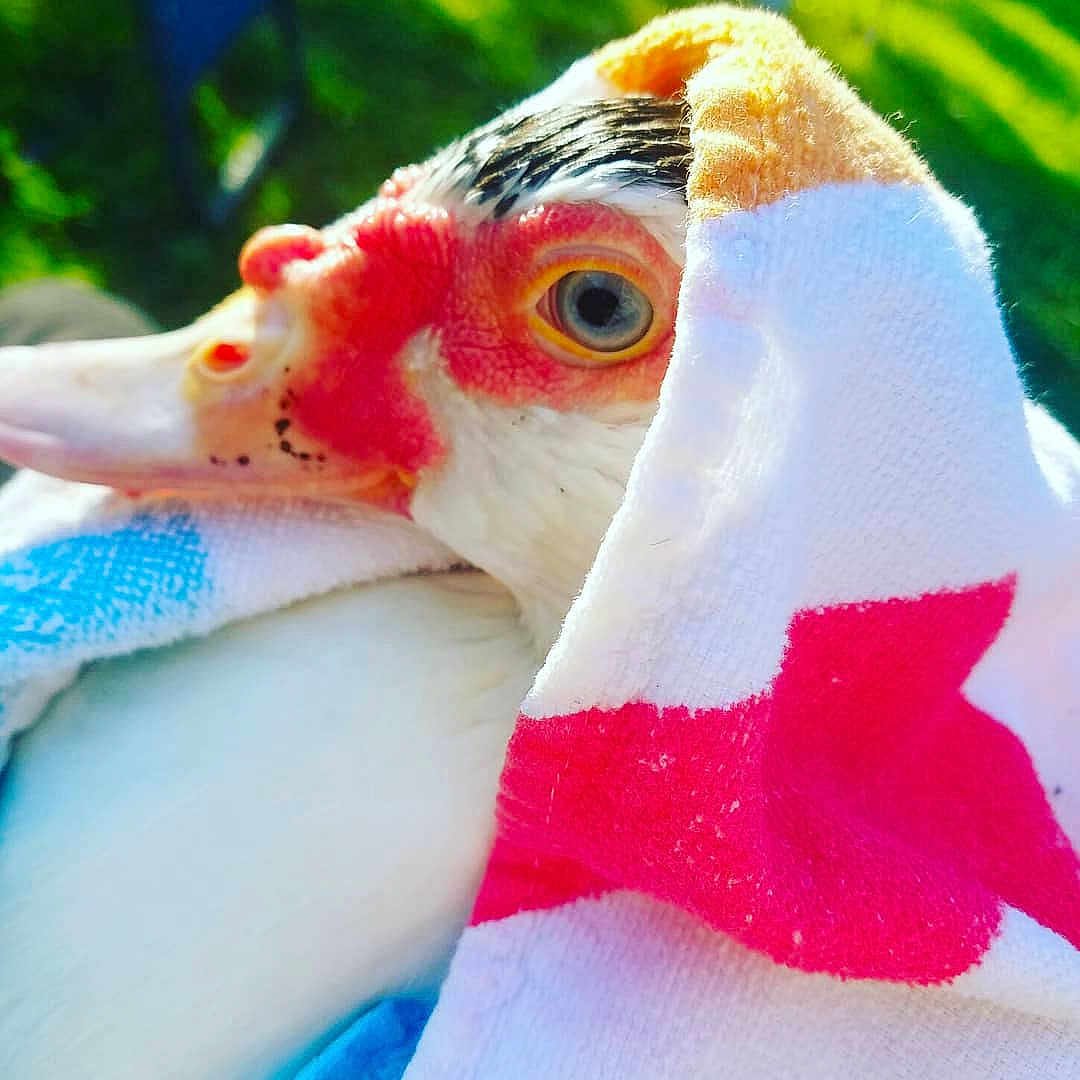 Donald joined the competition — help win amazing prizes! beak, bird, close_up, organism, wing