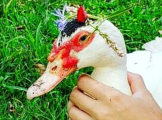 Donald is registered to the contest to win money with this photo: _geese_and_swans, beak, bird, duck, ducks, goose, livestock, water_bird, waterfowl