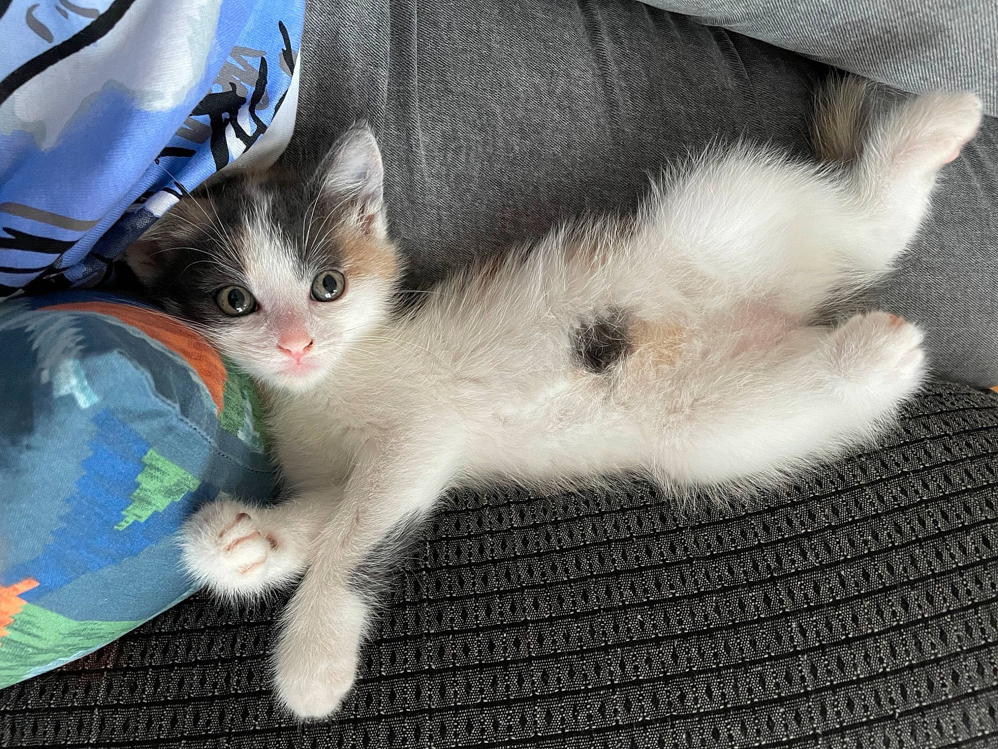 Skyla a rejoint le concours — aidez-le/la à gagner de superbes lots ! automotive_lighting, carnivore, cat, claw, domestic_short_haired_cat, felidae, fender, flooring, fur, hood, paw, personal_luxury_car, small_to_medium_sized_cats, snout, tableware, tail, vehicle_door, water_bottle, whiskers, windshield