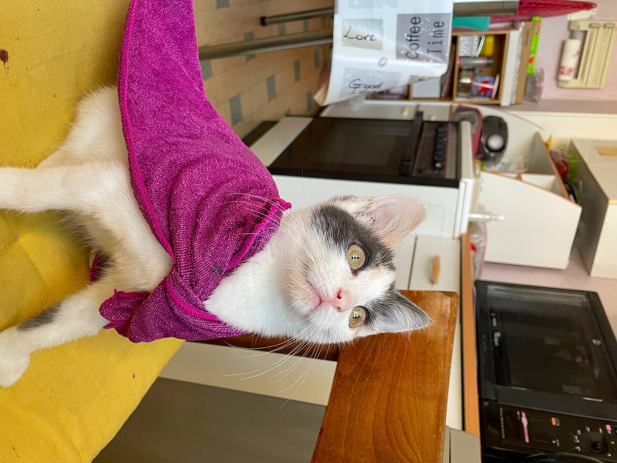 Skyla participe au concours pour gagner de l'argent avec cette photo : carnivore, cat, comfort, domestic_short_haired_cat, felidae, flooring, fur, hardwood, home_appliance, kitchen_appliance, laptop, magenta, office_equipment, refrigerator, room, shelf, shelving, small_to_medium_sized_cats, tail, whiskers