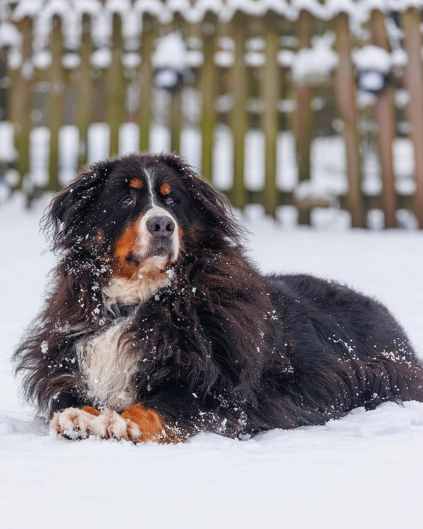 Budy participe au concours pour gagner de l'argent avec cette photo : canidae, carnivore, companion_dog, dog, dog_breed, event, fence, freezing, fur, liver, precipitation, snout, snow, sporting_group, terrestrial_animal, winter, working_animal, working_dog