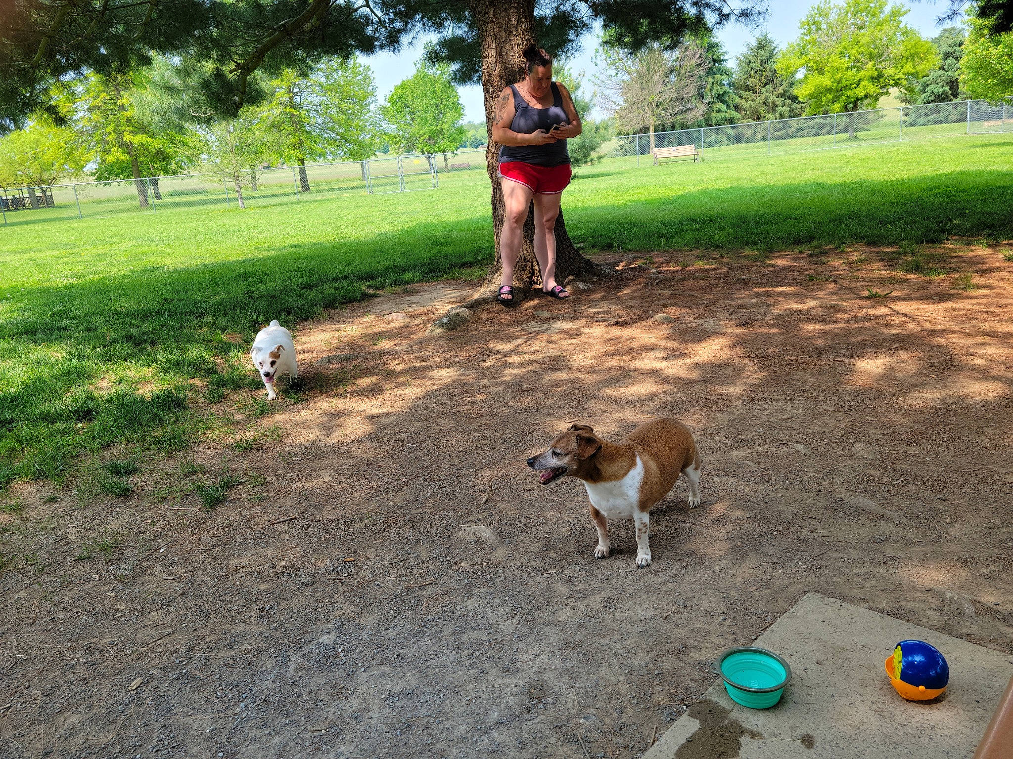 Spike is registered to the contest to win money with this photo: carnivore, city, companion_dog, dog, dog_breed, fawn, grass, grassland, lawn, leisure, outdoor_furniture, people_in_nature, plant, recreation, sidewalk, soil, sporting_group, tree, water_bottle, working_animal