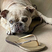 Aston Chanel joined the competition — help win amazing prizes! bulldog, dog, pet, floor, flip_flop, footwear, resting, indoor, close_up, brown, tan, texture, light, shadow, animal, cute, expression, paw, relaxed, sparkle