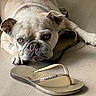 bulldog, dog, pet, floor, flip_flop, footwear, resting, indoor, close_up, brown, tan, texture, light, shadow, animal, cute, expression, paw, relaxed, sparkle