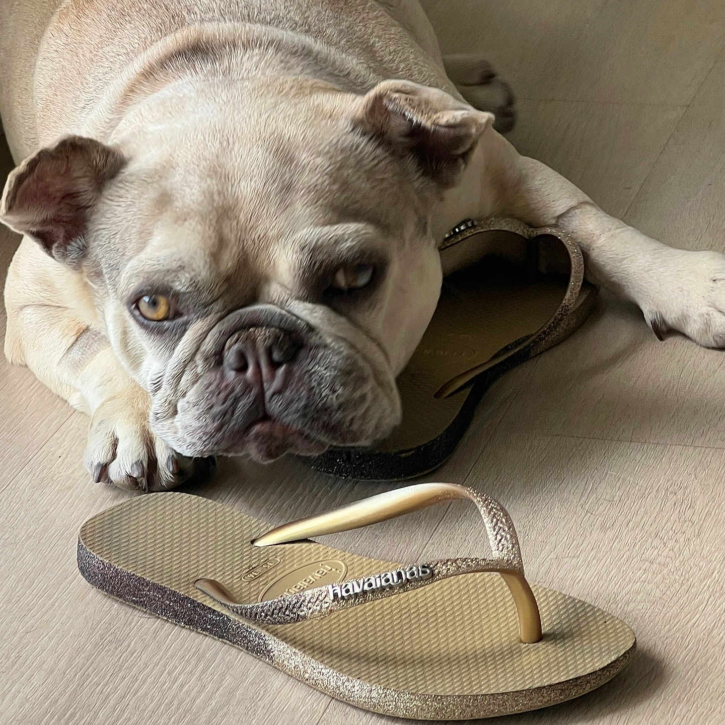 Aston Chanel joined the competition — help win amazing prizes! bulldog, dog, pet, floor, flip_flop, footwear, resting, indoor, close_up, brown, tan, texture, light, shadow, animal, cute, expression, paw, relaxed, sparkle
