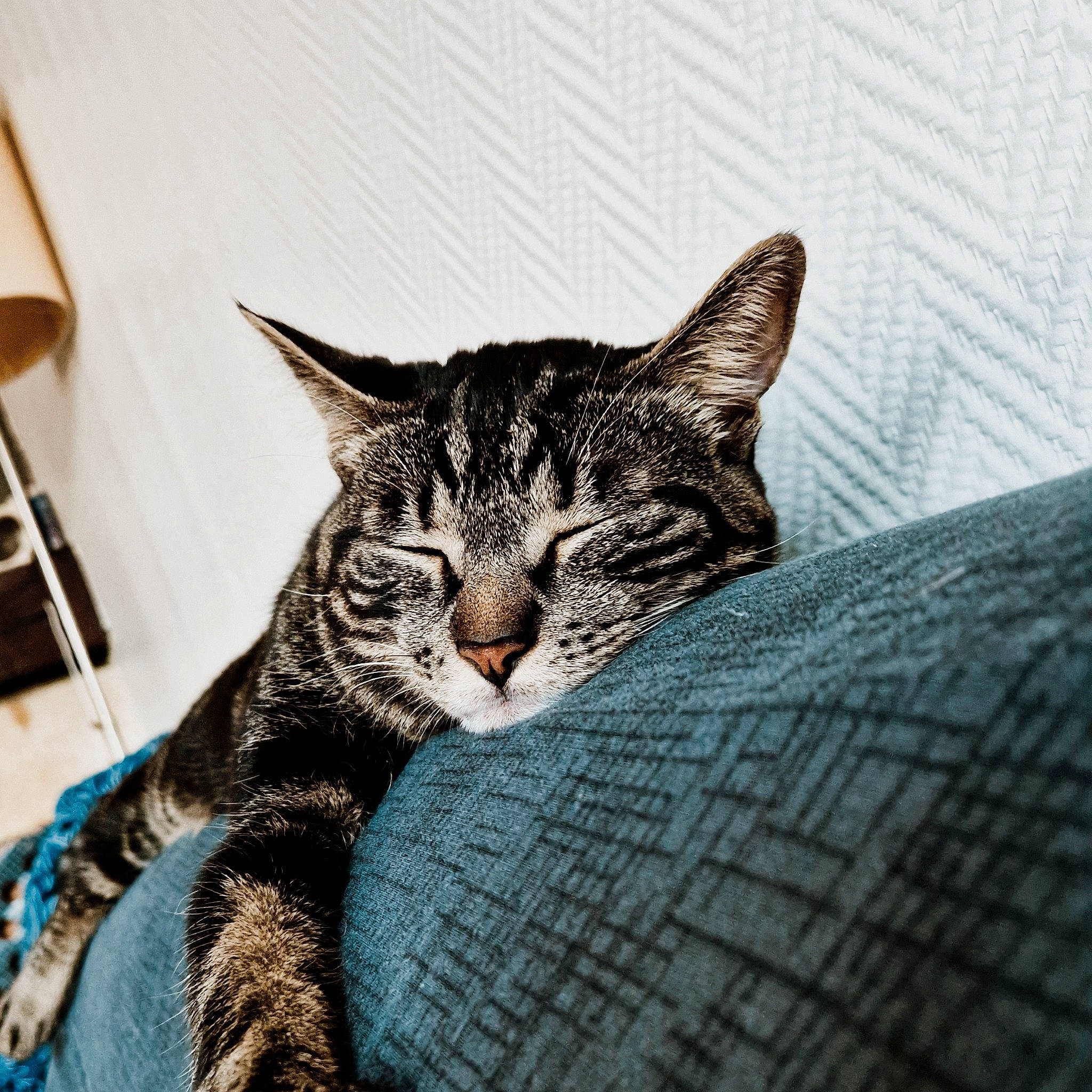 Happy a rejoint le concours — aidez-le/la à gagner de superbes lots ! carnivore, cat, comfort, domestic_short_haired_cat, door, eye, felidae, fur, grey, iris, musical_instrument, paw, small_to_medium_sized_cats, snout, tail, terrestrial_animal, tree, whiskers, wildlife, wood