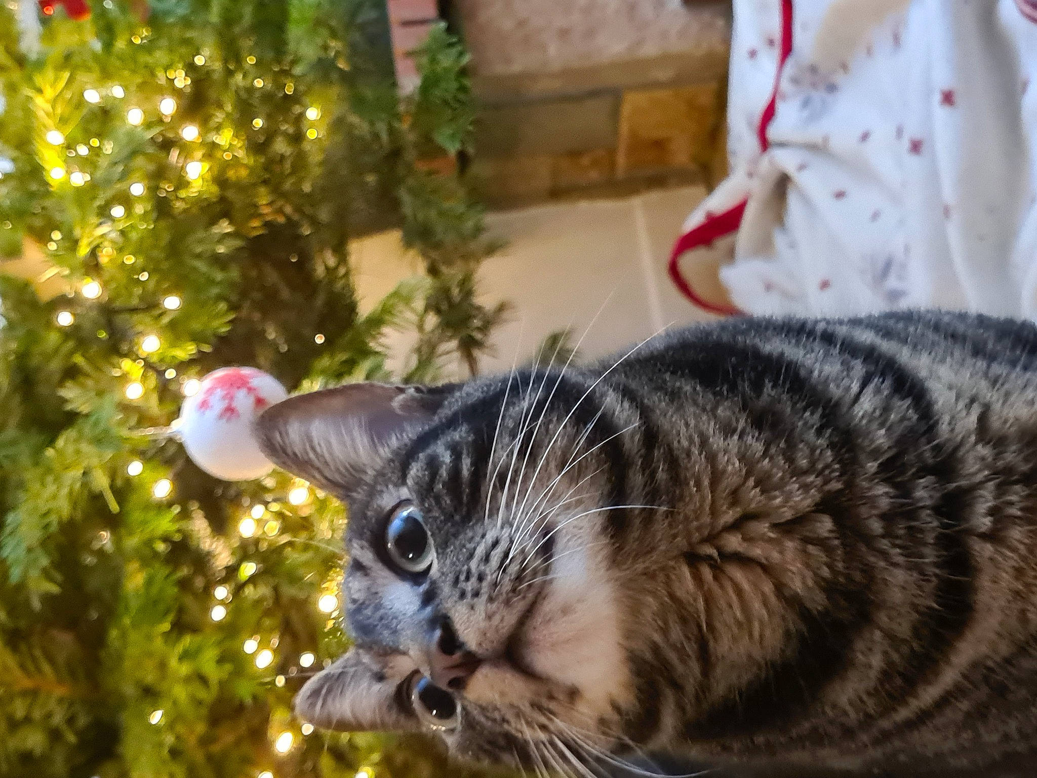 Happy participe au concours pour gagner de l'argent avec cette photo : carnivore, cat, christmas_decoration, christmas_ornament, christmas_tree, domestic_short_haired_cat, event, evergreen, felidae, fur, grass, holiday, ornament, plant, small_to_medium_sized_cats, snout, tail, tree, whiskers, window