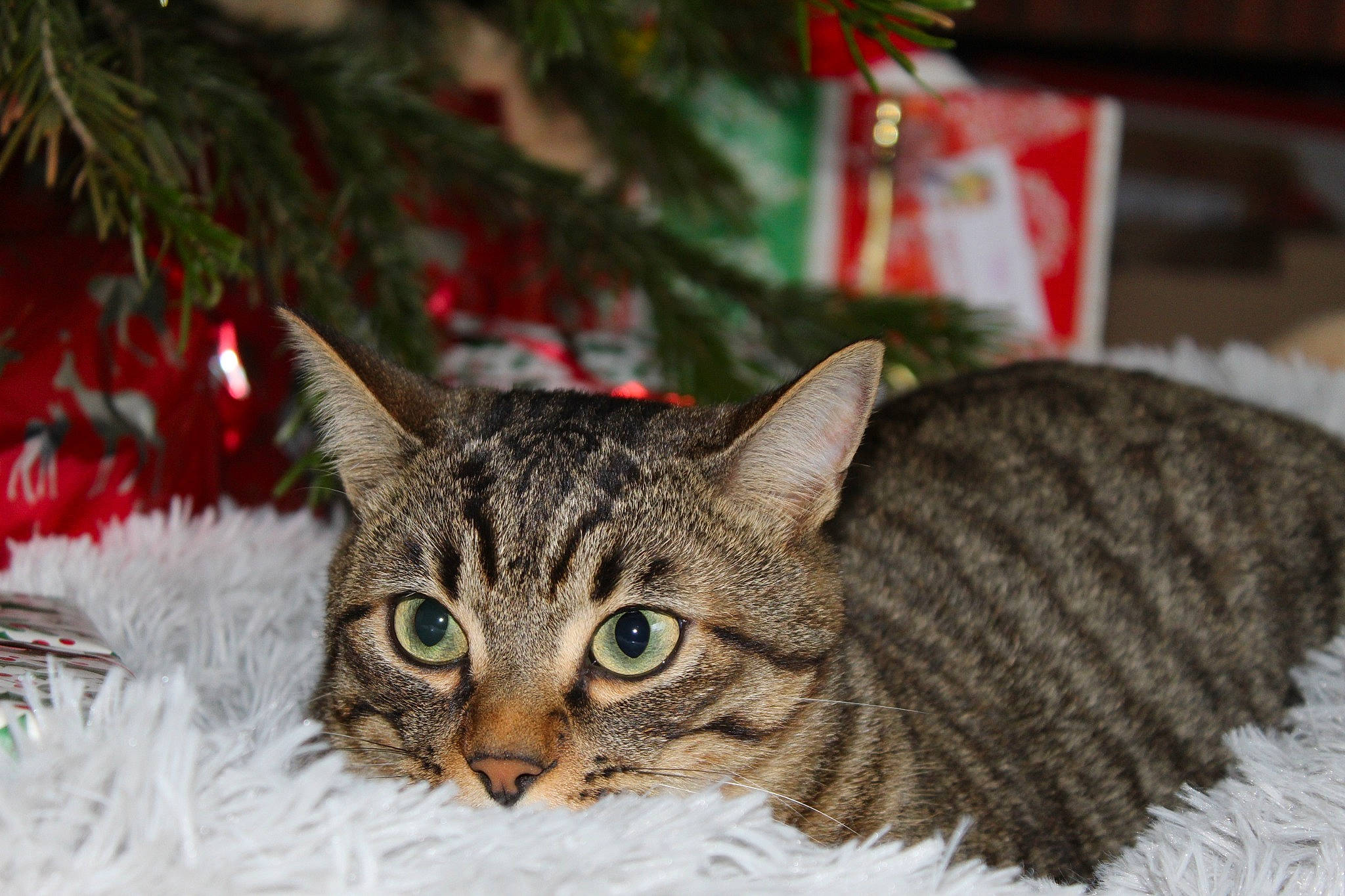 Akito participe au concours pour gagner de l'argent avec cette photo : carnivore, cat, christmas, christmas_decoration, christmas_ornament, christmas_tree, conifer, domestic_short_haired_cat, event, evergreen, felidae, fur, holiday, plant, small_to_medium_sized_cats, snout, terrestrial_animal, tree, whiskers, window