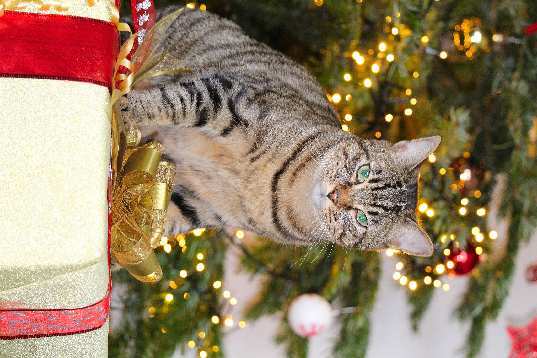 Akito a rejoint le concours — aidez-le/la à gagner de superbes lots ! carnivore, cat, christmas, christmas_decoration, christmas_ornament, christmas_tree, conifer, event, fawn, felidae, fur, grass, holiday, ornament, plant, small_to_medium_sized_cats, snout, tradition, tree, whiskers