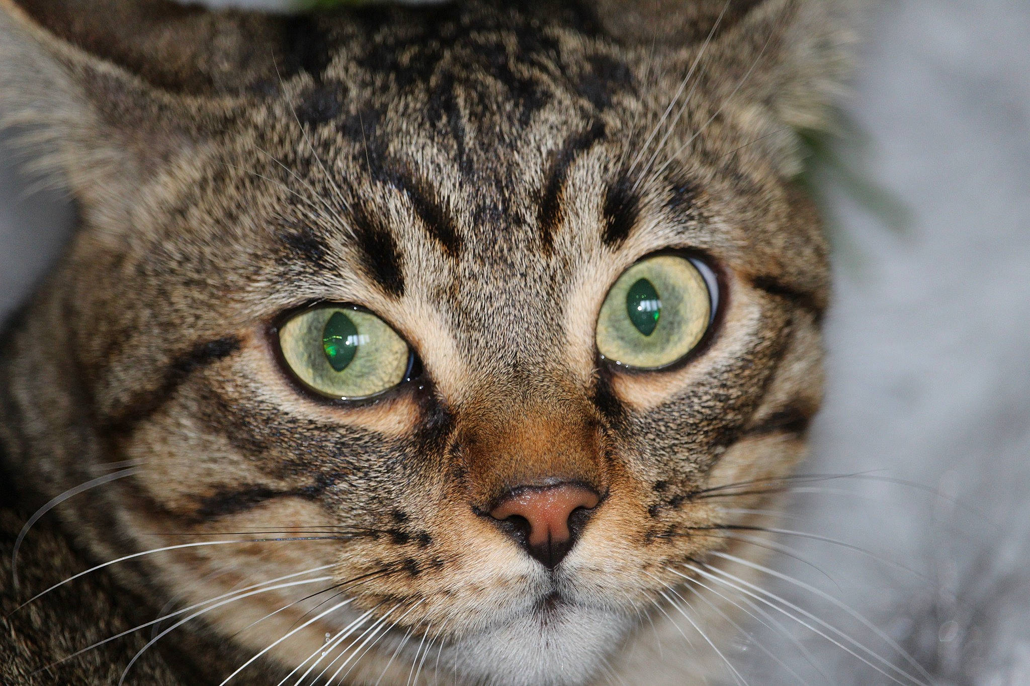 Akito participe au concours pour gagner de l'argent avec cette photo : carnivore, cat, close_up, domestic_short_haired_cat, felidae, fur, grass, small_to_medium_sized_cats, snout, terrestrial_animal, tree, whiskers, wildlife