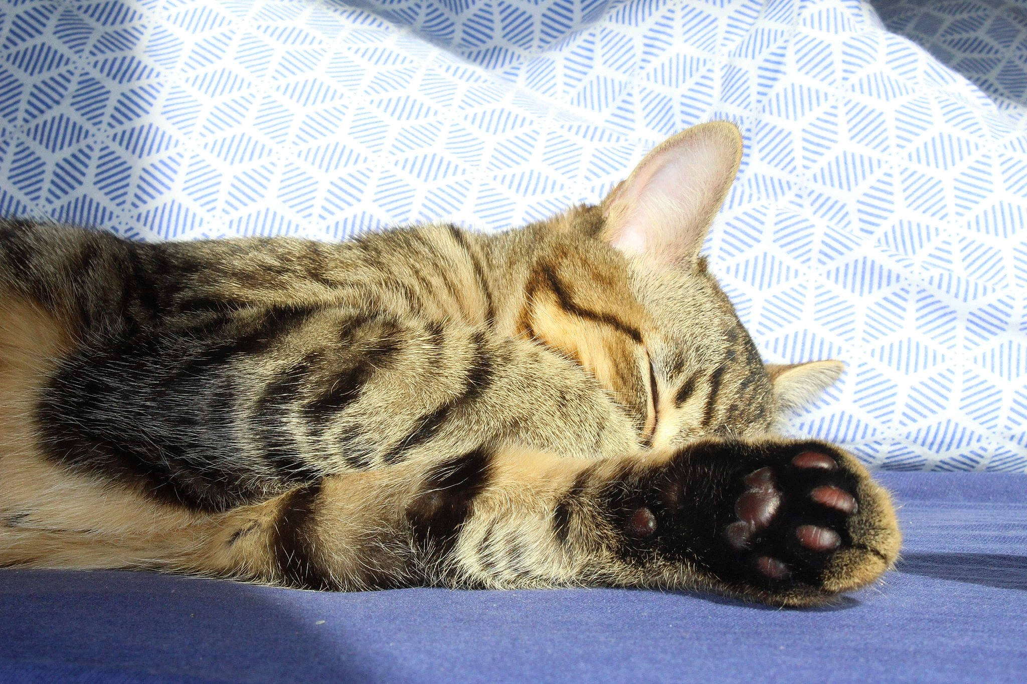 Akito participe au concours pour gagner de l'argent avec cette photo : american_shorthair, asian, bengal, california_spangled, carnivore, cat, domestic_short_haired_cat, dragon_li, egyptian_mau, european_shorthair, felidae, kitten, mammal, nap, ocicat, pixie_bob, small_to_medium_sized_cats, snout, tabby_cat, whiskers