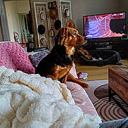 Chanel a rejoint le concours — aidez-le/la à gagner de superbes lots ! blanket, blanket_texture, coffee_table, couch, cozy, cushion, dog, furniture, hat_rack, indoor, living_room, pet, pet_bed, portrait, rug, side_profile, television, tv, wall_decor, wooden_floor