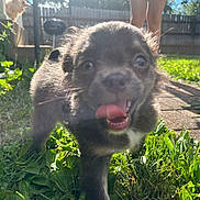 Frankie is registered to the contest to win money with this photo: puppy, dog, grass, outdoor, sunlight, tongue, happy, pet, yard, greenery, closeup, playful, summer, nature, fence, legs, shadow, cute, animal, fur