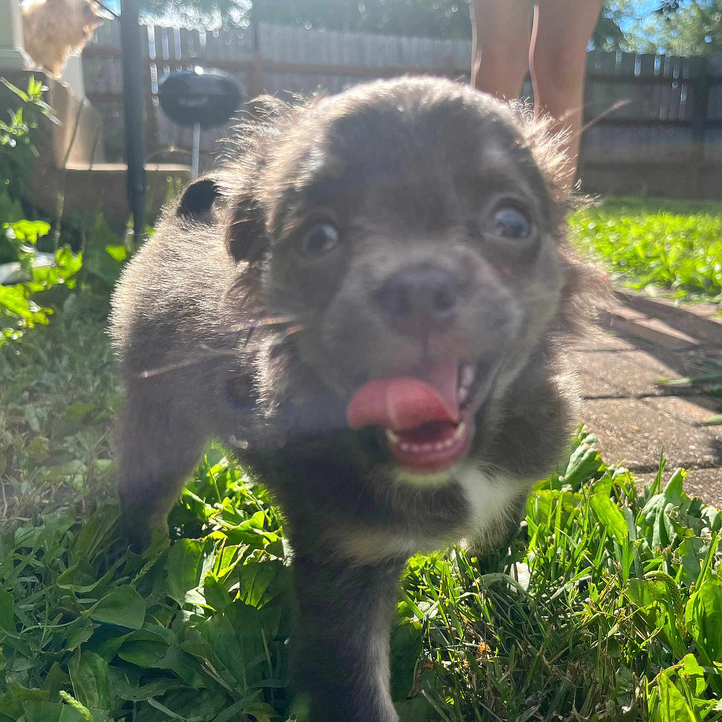Frankie