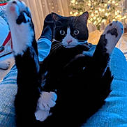 Jo-Jo joined the competition — help win amazing prizes! cat, black_and_white, wide_eyes, paws_up, indoor, christmas_tree, holiday_lights, curtains, jeans, cozy, furniture, blurred_background, pet, animal, relaxing, home, cute, surprised, whiskers, soft_lighting