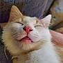 Felix is registered to the contest to win money with this photo: cat, close_up, sleeping, fluffy, pink_nose, whiskers, relaxed, pet, feline, indoor, resting, cute, animal, soft, face, fur, domestic_cat, cozy, content, portrait