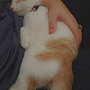 Felix is registered to the contest to win money with this photo: cat, sleeping, human_hand, snuggling, cozy, pet, fur, collar, resting, comfort, indoor, closeup, relaxation, warmth, animal, cute, feline, domestic_animal, soft, peaceful