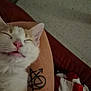 Felix is registered to the contest to win money with this photo: cat, sleeping, pet, animal, tattoo, arm, pink_nose, whiskers, indoor, resting, feline, closeup, cute, relaxed, person, human_skin, couch, blanket, floor, comfort