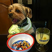 Ilton a rejoint le concours — aidez-le/la à gagner de superbes lots ! animal, art, beverage, bowl, canine, cup, diningtable, dish, dog, food, furniture, glass, meal, pet, photography, porcelain, pottery, puppy, table, terrier