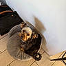 dog, pet_bed, indoor, floor, tile_floor, white_wall, small_dog, fluffy_fur, looking_up, cozy, brown_and_black_fur, paw, ear, tail, footwear, sandal, shadow, corner, bag, wooden_armrest