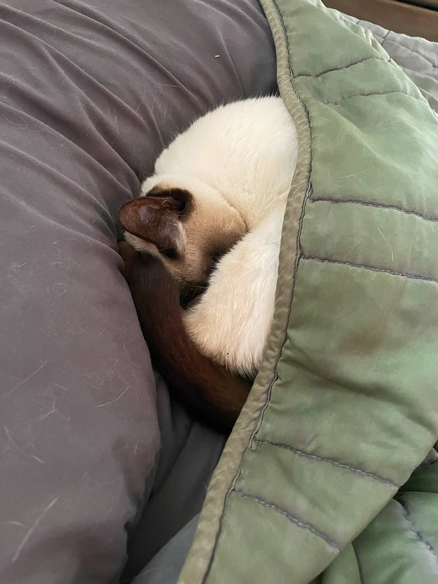 Sophie joined the competition — help win amazing prizes! brown, canidae, carnivore, cat, comfort, companion_dog, dog_breed, duvet, fawn, felidae, fur, linens, nap, siamese, small_to_medium_sized_cats, snout, sporting_group, tail, terrestrial_animal, whiskers