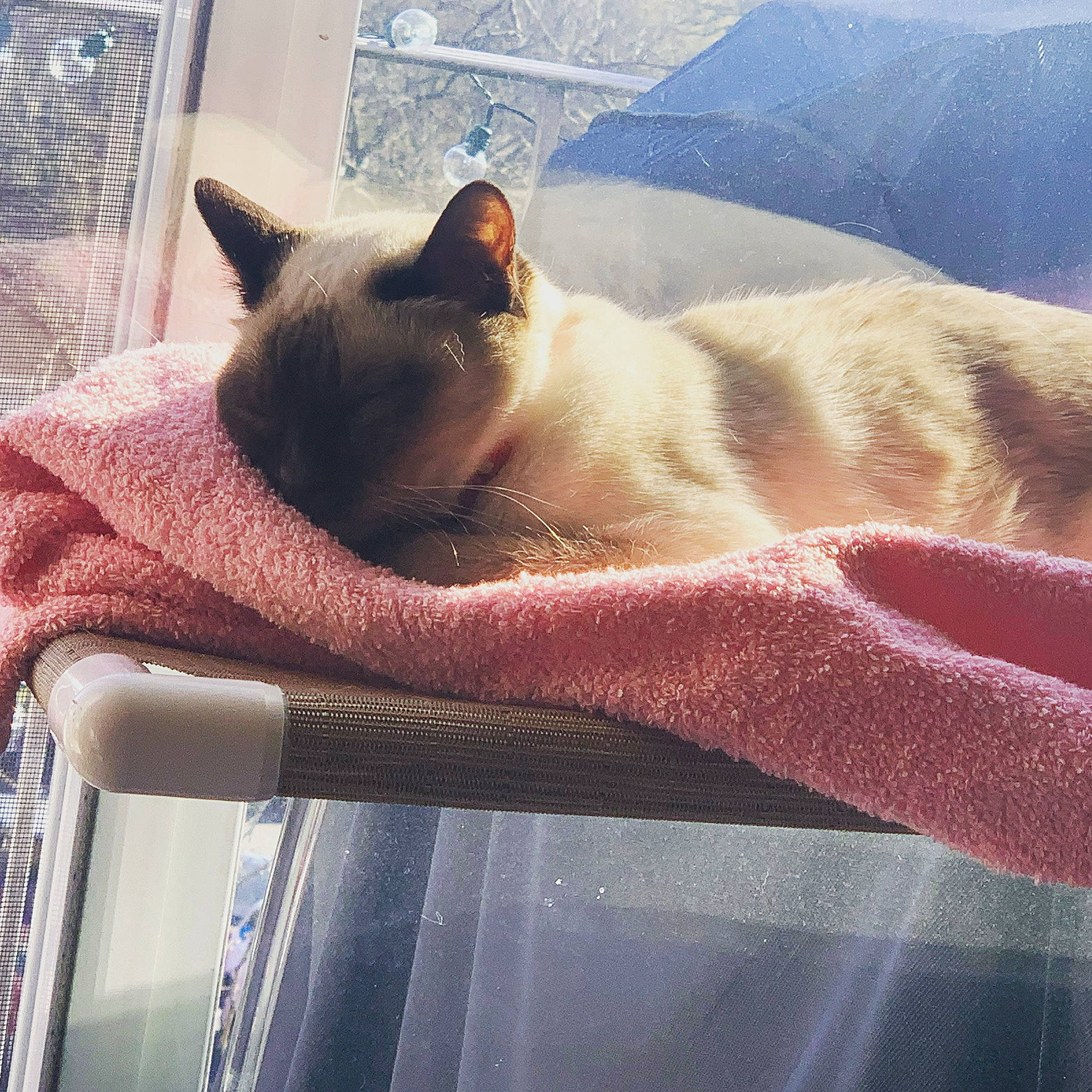 Sophie joined the competition — help win amazing prizes! balinese, carnivore, cat, comfort, domestic_short_haired_cat, fawn, felidae, fur, grey, linens, paw, siamese, small_to_medium_sized_cats, snout, tail, tints_and_shades, whiskers, window, windshield, wood