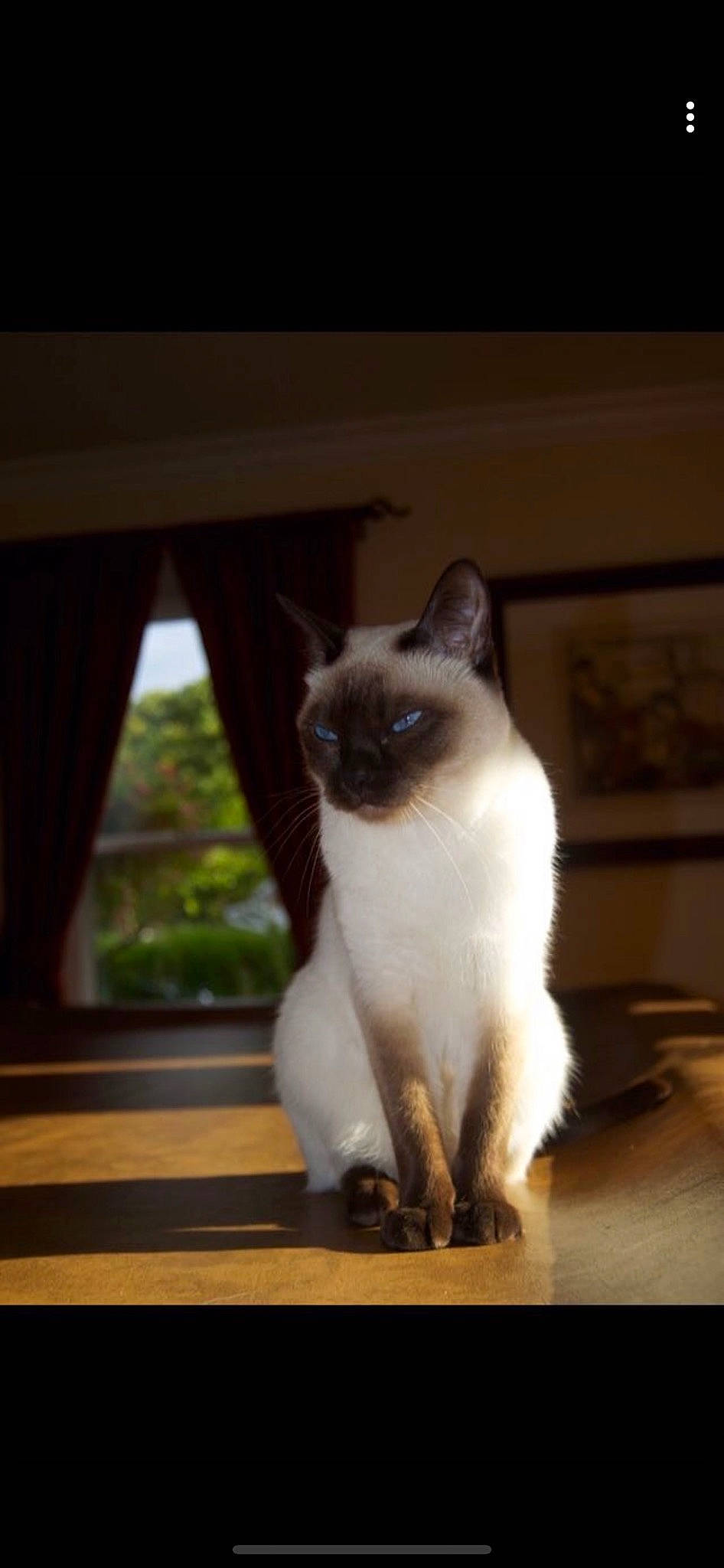 Sophie joined the competition — help win amazing prizes! birman, carnivore, cat, curtain, fawn, felidae, fur, hardwood, siamese, small_to_medium_sized_cats, snout, tail, thai, tints_and_shades, whiskers, wood