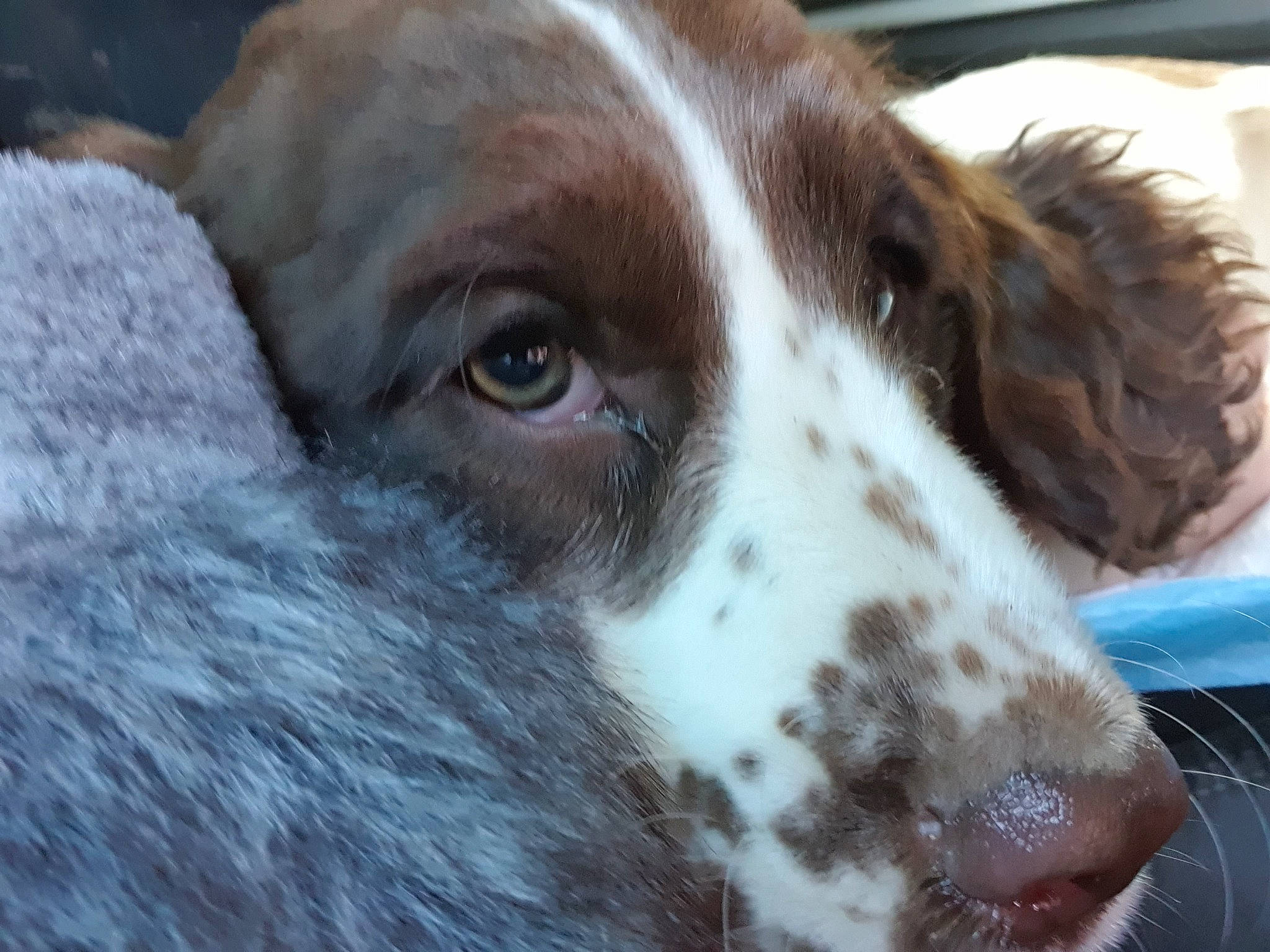 Junior participe au concours pour gagner de l'argent avec cette photo : canidae, carnivore, companion_dog, dog, dog_breed, ear, fur, gun_dog, hunting_dog, liver, snout, spaniel, sporting_group, whiskers, working_animal