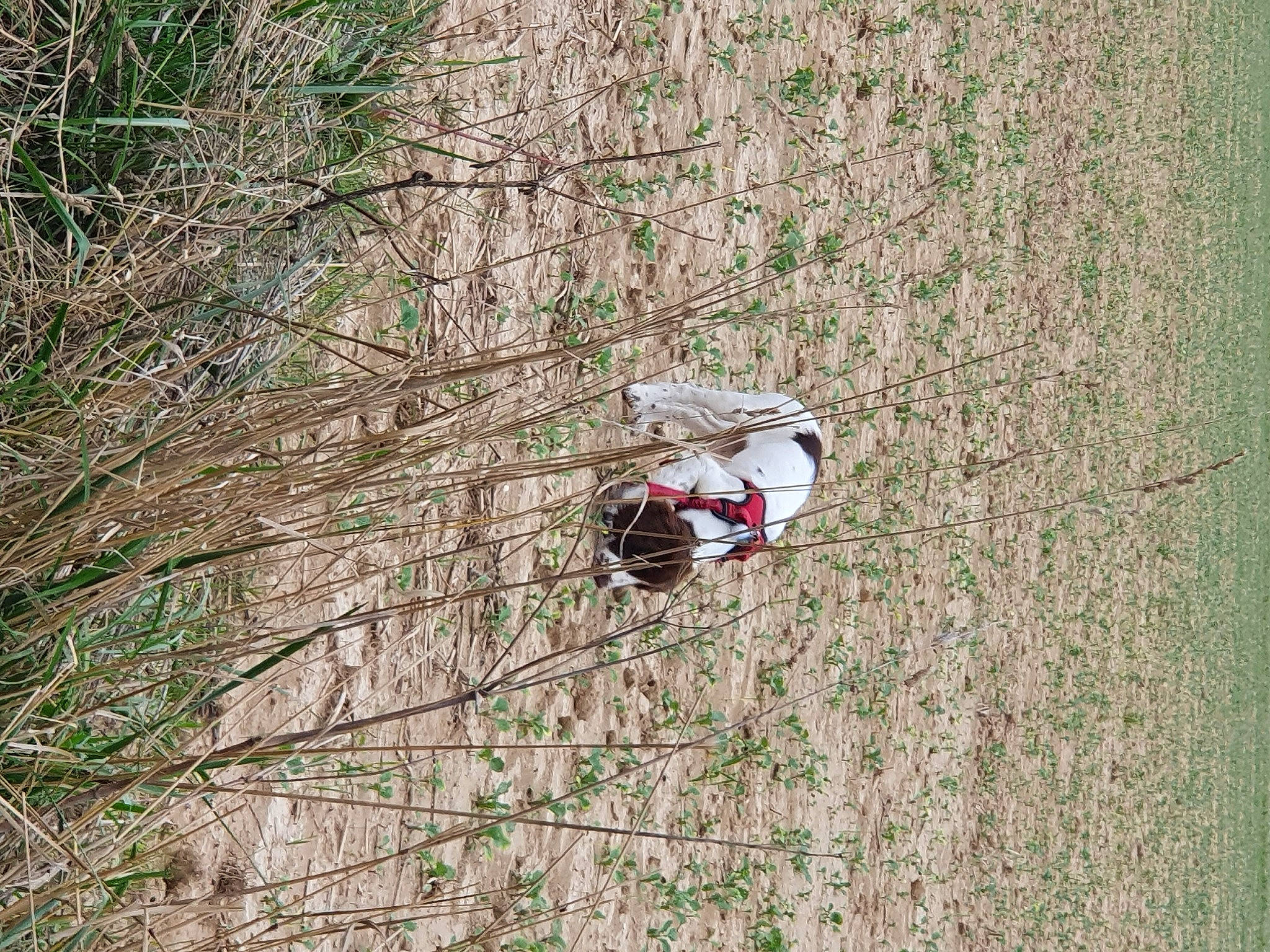 Junior participe au concours pour gagner de l'argent avec cette photo : concrete, forest, grass, groundcover, insect, landscape, pest, plant, recreation, shrub, soil, tree, trunk, twig, wildlife, wood