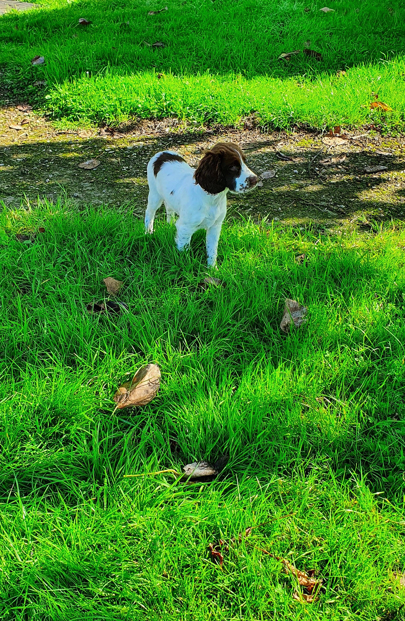 Junior participe au concours pour gagner de l'argent avec cette photo : carnivore, companion_dog, dog, dog_breed, field, grass, grassland, green, groundcover, landscape, lawn, meadow, natural_landscape, pasture, people_in_nature, plant, shrub, soil, sporting_group, tail