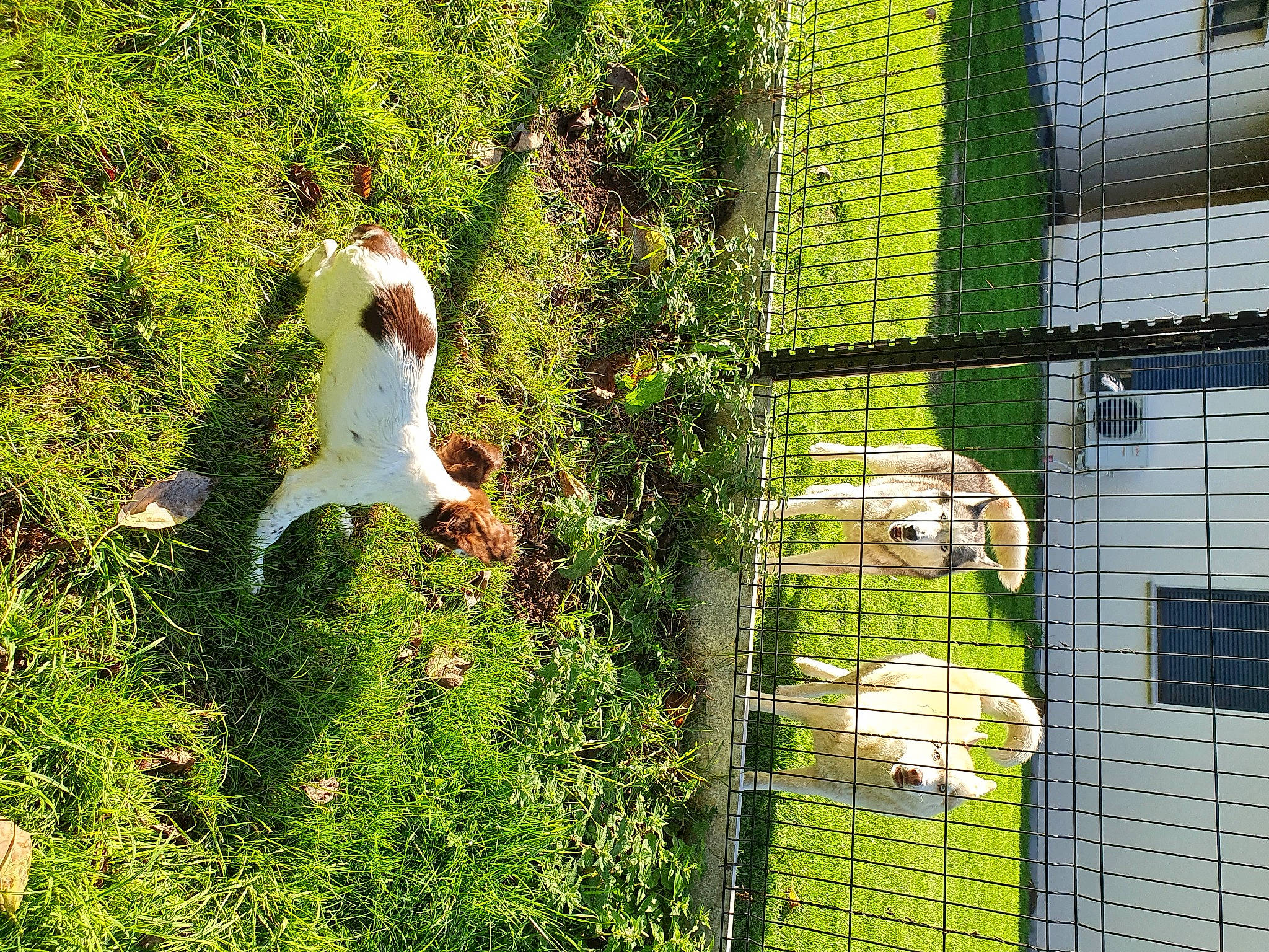 Junior a rejoint le concours — aidez-le/la à gagner de superbes lots ! art, carnivore, companion_dog, fawn, felidae, garden, grass, grass_family, house, landscape, mammal, mesh, net, people_in_nature, plant, shrub, tail, vegetation, window, wire_fencing