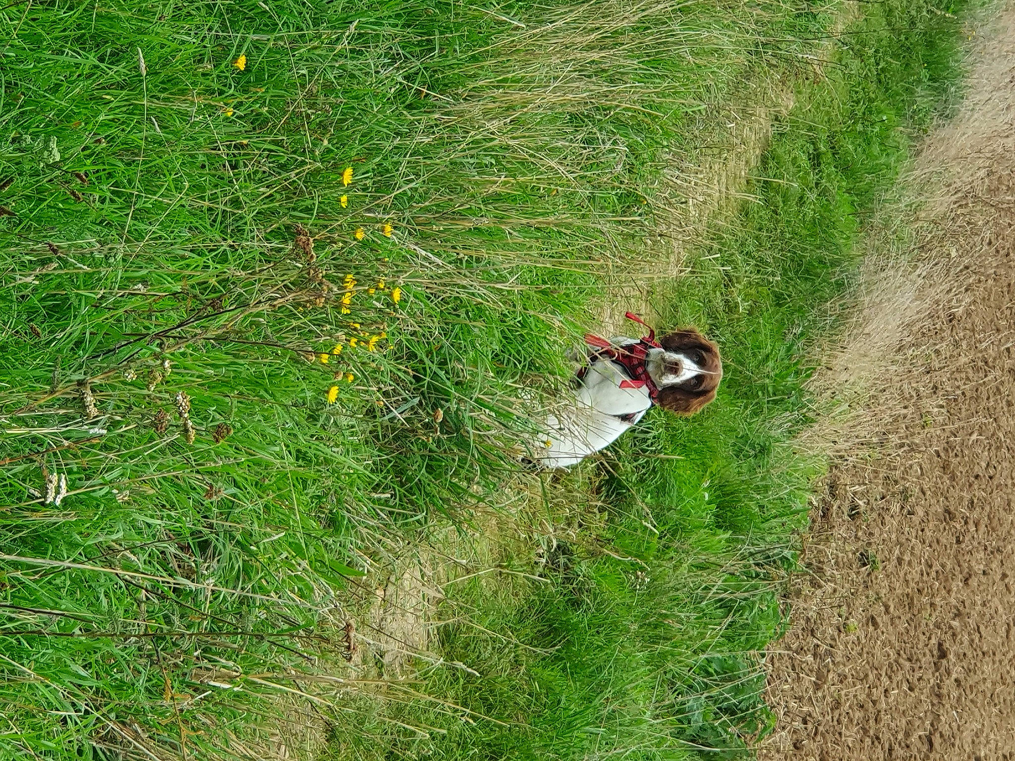 Junior a rejoint le concours — aidez-le/la à gagner de superbes lots ! agriculture, crop, event, field, grass, grass_family, grassland, groundcover, herbaceous_plant, landscape, meadow, natural_landscape, pasture, people_in_nature, plant, plant_community, prairie, shrub, slope, soil