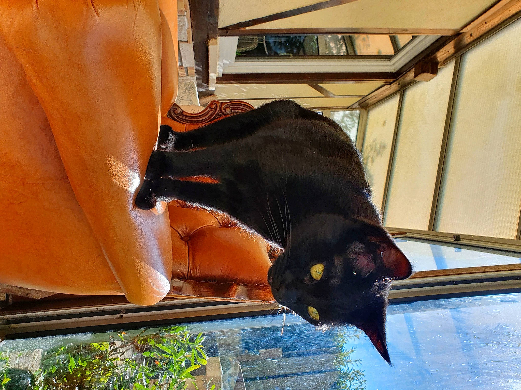 Hyo a rejoint le concours — aidez-le/la à gagner de superbes lots ! black_cat, bombay, carnivore, cat, dog_breed, domestic_short_haired_cat, felidae, fender, fur, plant, small_to_medium_sized_cats, snout, tail, tints_and_shades, tree, vehicle_door, vertebrate, whiskers, window, wood