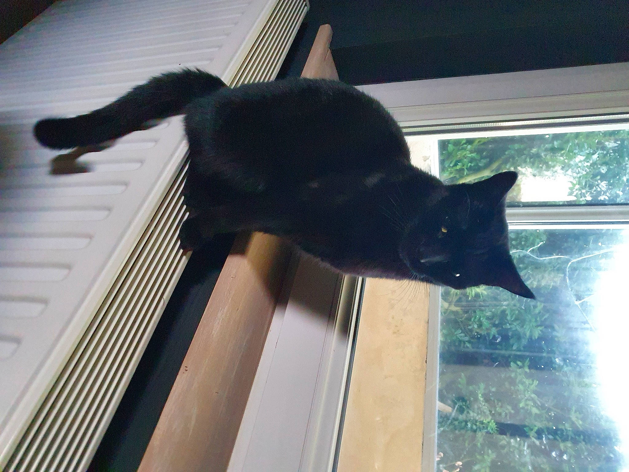 Hyo participe au concours pour gagner de l'argent avec cette photo : black_cat, bombay, carnivore, cat, domestic_short_haired_cat, felidae, fur, plant, room, sash_window, shade, shadow, small_to_medium_sized_cats, tail, tints_and_shades, tree, whiskers, window, window_covering, wood