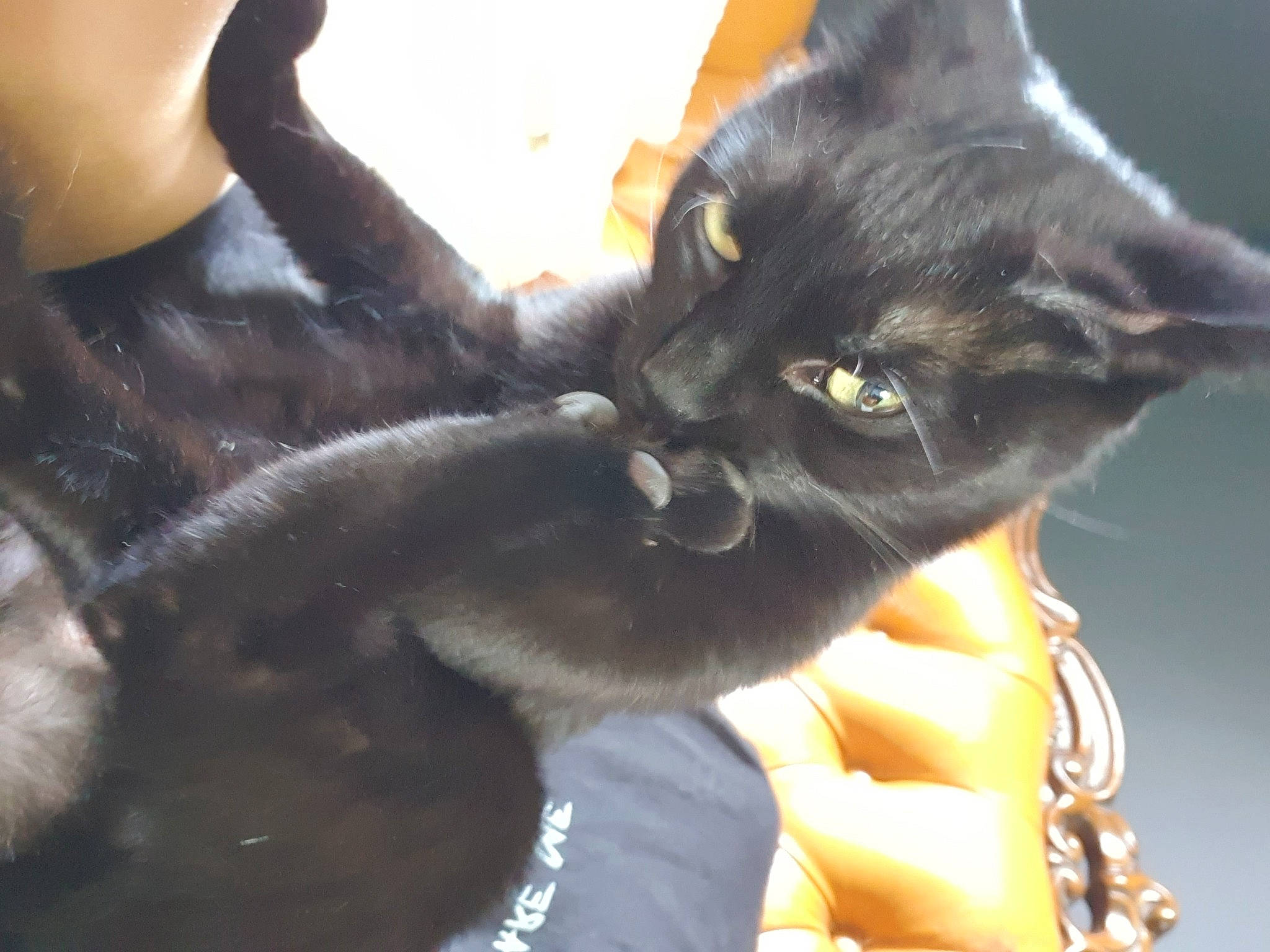 Hyo a rejoint le concours — aidez-le/la à gagner de superbes lots ! black_cat, bombay, carnivore, cat, claw, comfort, domestic_short_haired_cat, ear, felidae, fur, gesture, havana_brown, mammal, paw, plant, small_to_medium_sized_cats, snout, whiskers