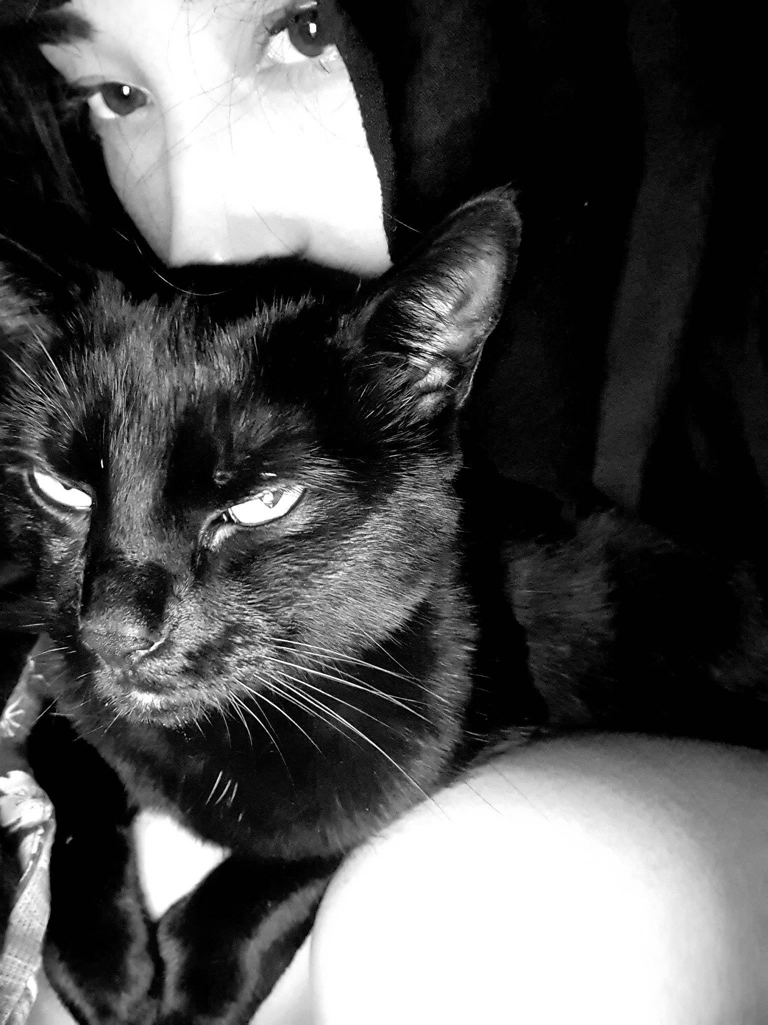 Hyo a rejoint le concours — aidez-le/la à gagner de superbes lots ! black, black_and_white, black_cat, carnivore, cat, comfort, ear, eye, felidae, fur, head, iris, monochrome, monochrome_photography, nose, small_to_medium_sized_cats, snout, style, whiskers, white