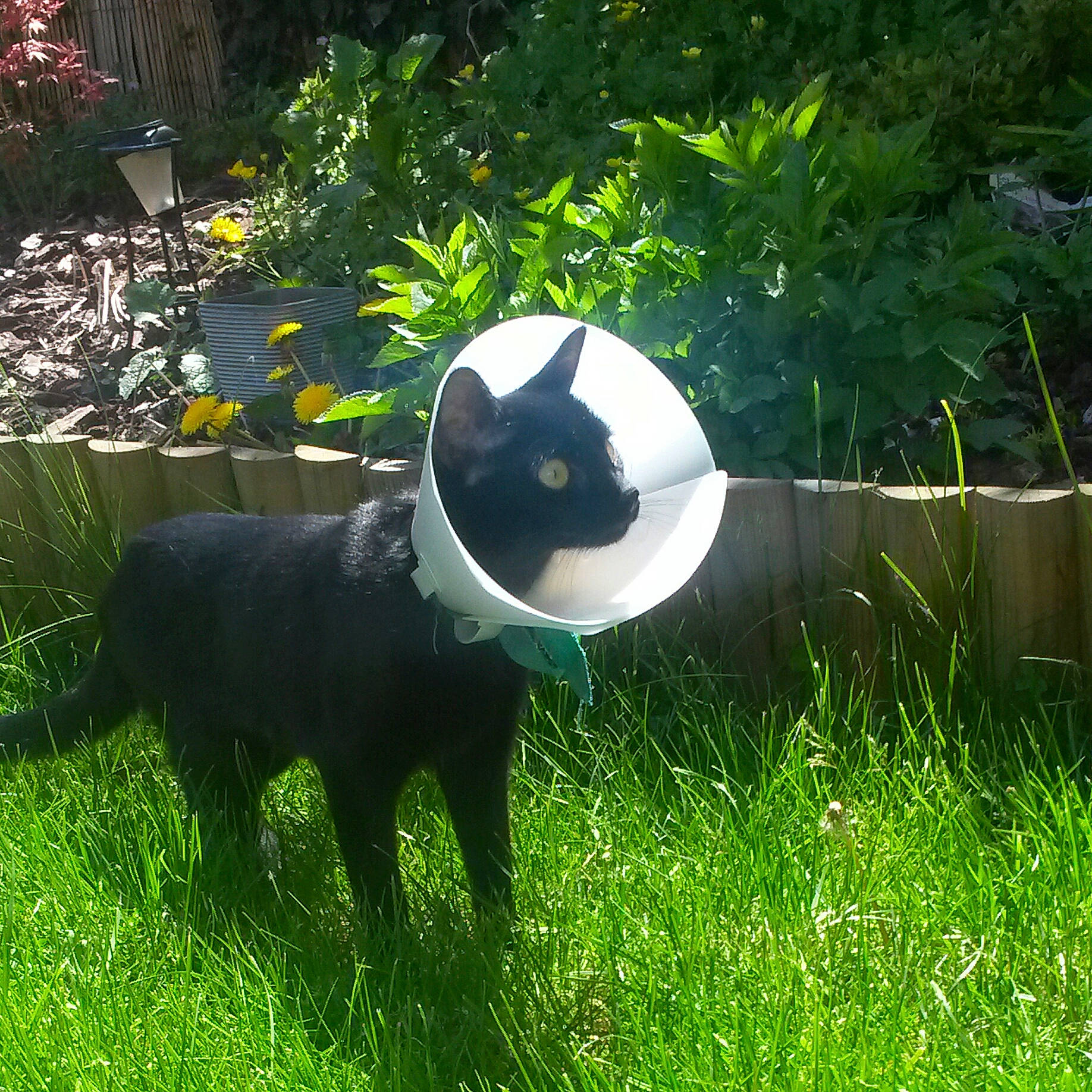 Uta participe au concours pour gagner de l'argent avec cette photo : art, carnivore, dog_breed, felidae, garden, grass, grassland, groundcover, landscape, landscaping, pasture, plant, shadow, shrub, small_to_medium_sized_cats, tail, terrestrial_animal, terrestrial_plant, working_animal, yard