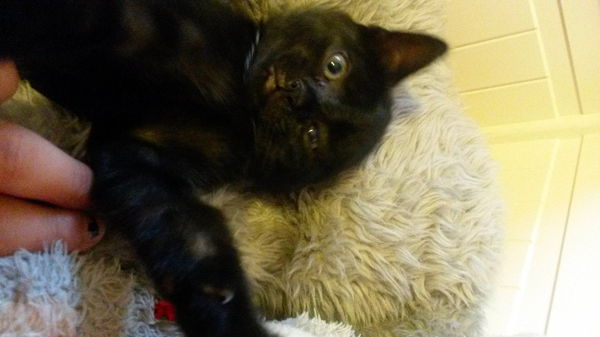 Uta participe au concours pour gagner de l'argent avec cette photo : black_cat, canidae, carnivore, cat, claw, dog_breed, domestic_short_haired_cat, eye, fawn, felidae, fur, paw, ragdoll, siamese, small_to_medium_sized_cats, snout, tail, terrestrial_animal, tonkinese, whiskers