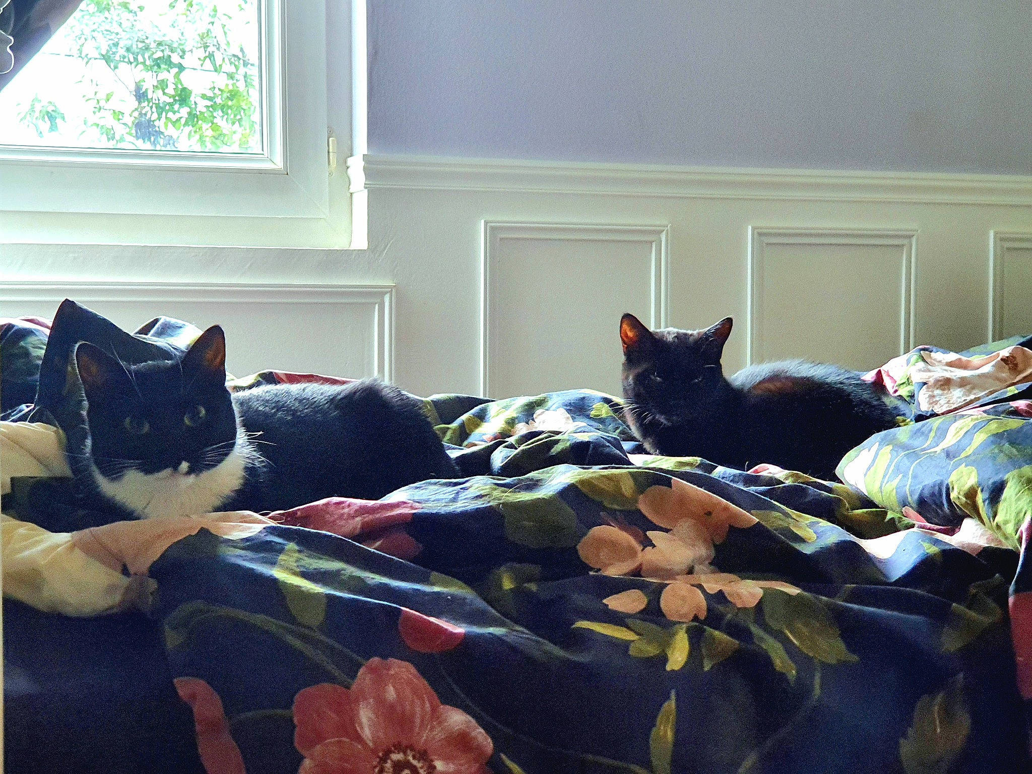 Seattle a rejoint le concours — aidez-le/la à gagner de superbes lots ! bed, carnivore, cat, comfort, couch, felidae, floor, furniture, grey, interior_design, mammal, morning, pillow, small_to_medium_sized_cats, sunlight, textile, vertebrate, whiskers, window, wood