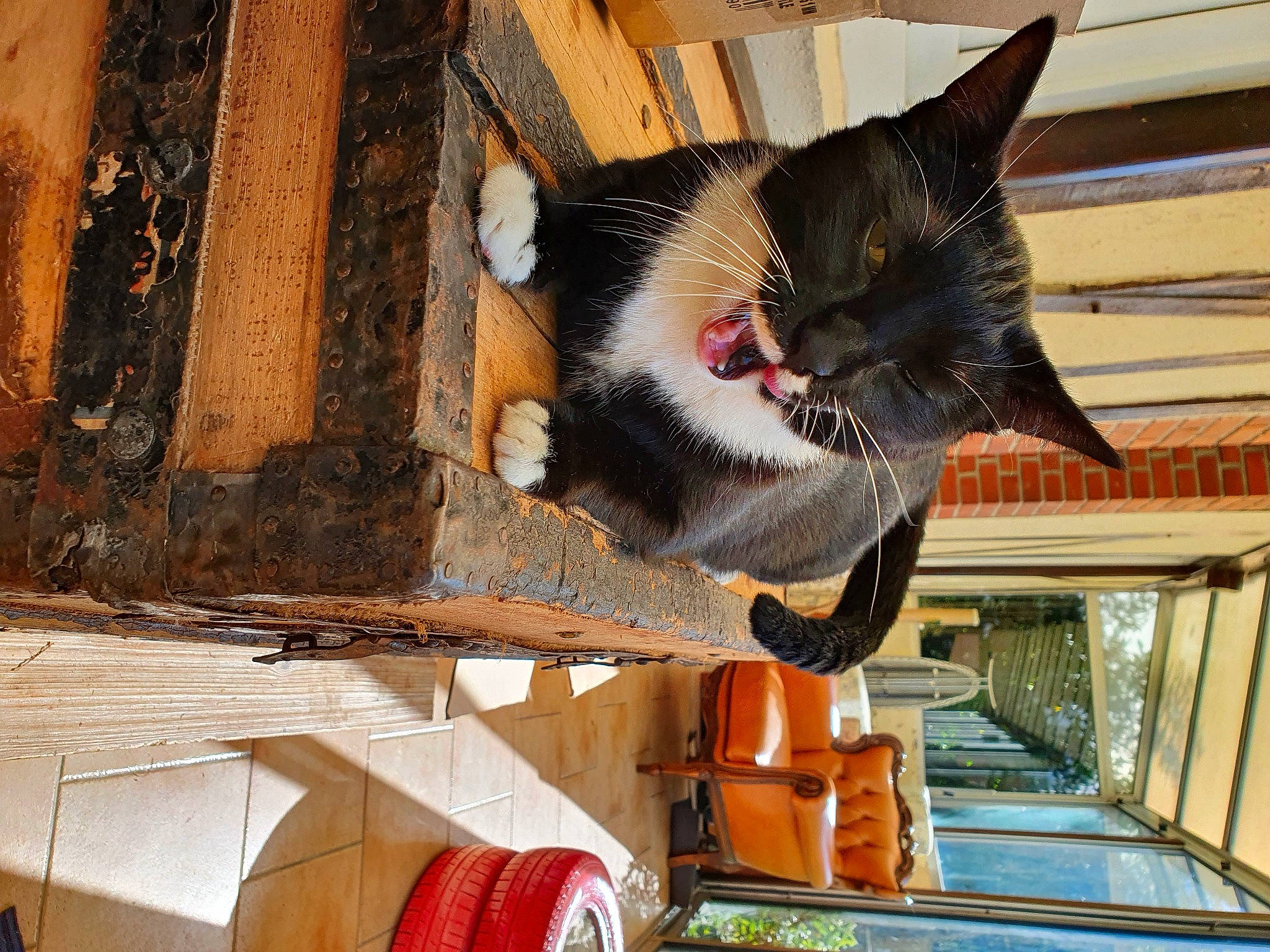 Seattle participe au concours pour gagner de l'argent avec cette photo : carnivore, cat, cat_supply, domestic_short_haired_cat, felidae, flowerpot, fur, house, small_to_medium_sized_cats, snout, tail, whiskers, window, wood