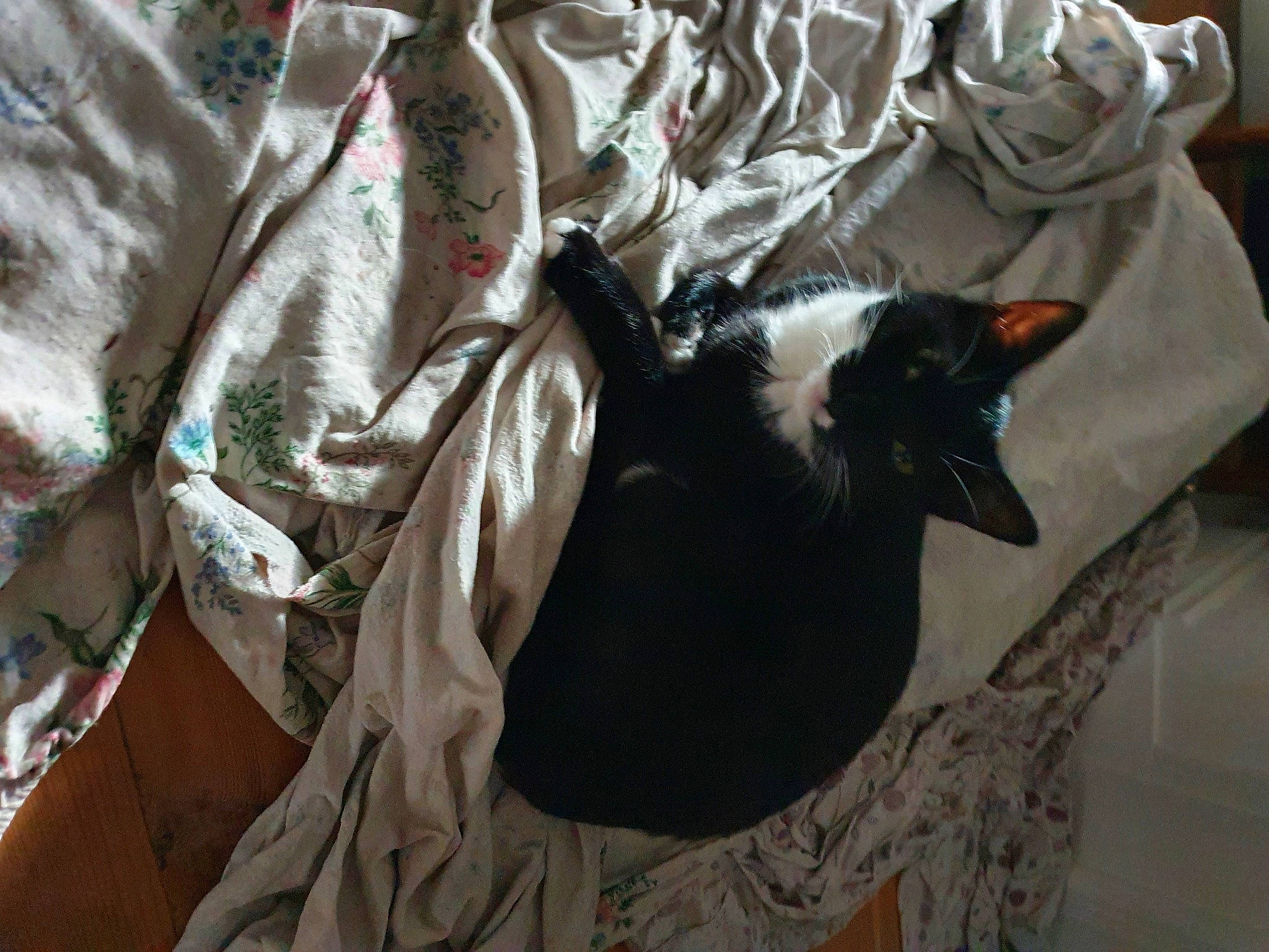 Seattle participe au concours pour gagner de l'argent avec cette photo : bed_sheet, black_cat, carmine, carnivore, cat, comfort, domestic_short_haired_cat, felidae, formal_wear, fur, linens, pattern, room, small_to_medium_sized_cats, tail, whiskers, wood